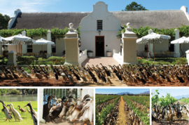 Zuid-Afrika : Vergenoegd Low - Runner Duck Sauvignon Blanc