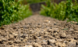 Italië: Sicilië – Pietradolce – Etna Rosso