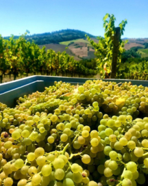 Italië: Marken – Cantina Terracruda – Boccalino Bianchello