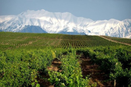 ​Azerbeidzjan: Savalan Winery – Marselan/Syrah
