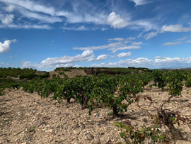Latido Wild Garnacha Tinto