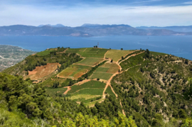 Griekenland; Akriotou Assyrtiko