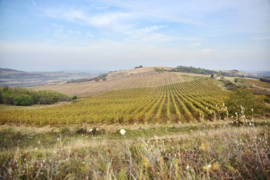 Servië: Bikicki Winery Sfera Noir