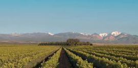 Argentinië: Bodega Falasco Conejo Verde Blanc