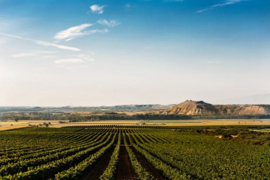 Latido Wild Garnacha Blanca