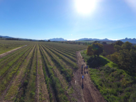 Zuid-Afrika : Vergenoegd Low - Runner Duck Sauvignon Blanc