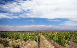 Argentinië: Bodega Falasco Conejo Verde Blanc