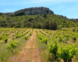 Frankrijk: Languedoc - Les Bertholets Réserve Merlot