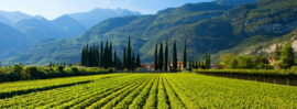 Italie: Cantina Danese Corvina Veronese