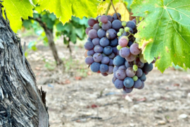 Frankrijk: Domaine de Poulvarel Le Bouquet Rouge