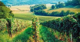 Frankrijk: Maubet Tannat & Merlot