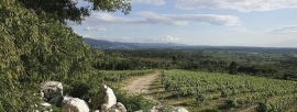 Portugal: Boas Quintas - Encosta da Vinha Branco