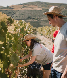 Churchill’s Vintage Port