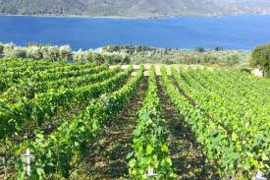 Griekenland: Ktima Petriessa Syrah