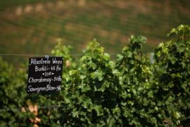 Moldavië: Radacini Chardonnay & Pinot Grigio Reserve