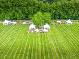 Druif in de Wijngaard - juni 2022 - Gooi en Eemlander