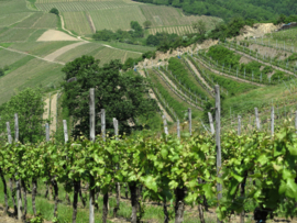 Frankrijk: Domaine Barthel - Pinot Noir Vieilles Vignes