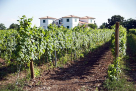 Wijn uit Molise - By The Grape