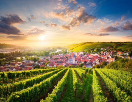 Long Live Müller-Thurgau