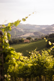 Italië: Marken – Cantina Terracruda – Boccalino Bianchello