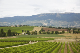Padrone delle Vigne Tabarrini