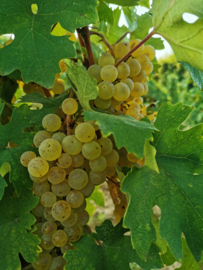 Servië: Maurer Winery Crazy Lud White