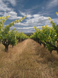 Frankrijk: Rochecolombe Côte du Rhône