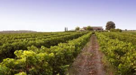 Griekenland: Alpha Estate Malagouzia Single Vineyard