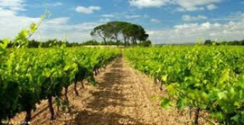 Spanje: Hacienda El Espino 1707 Chardonnay Barrica