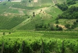 Italië: Le Tufare - Pinot Grigio