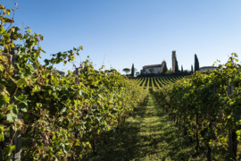 Bellenda Rosé Millesimato