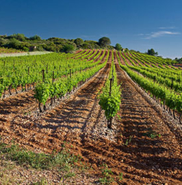 Reflets Secrets Rosé