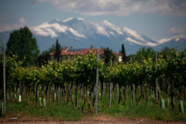 Italië: Veneto – Cantina di Custoza – Bianco di Custoza