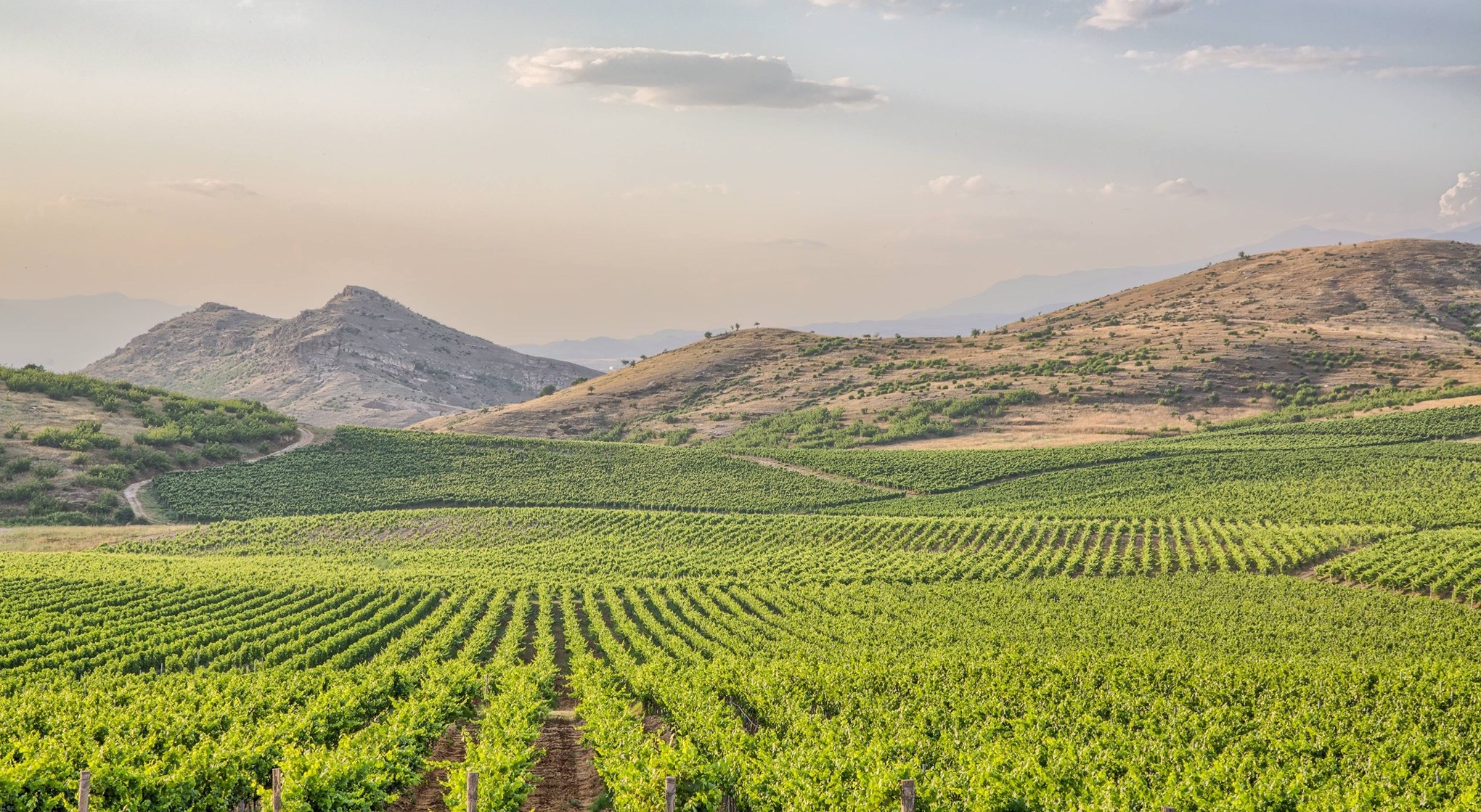 Bulgarije – Struma Vallei – Logodaj Winery – Broad Leaved Melnik