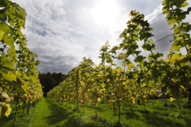 Gooi en Eemlander: Druif in de Wijngaard