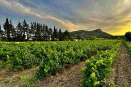 Frankrijk: Domaine de Poulvarel – Le Bouquet Blanc