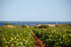 Frankrijk: La Madeleine Saint-Jean Marselan-Merlot