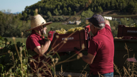 Pinord Diorama Chardonnay