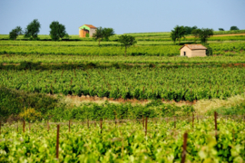 Frankrijk:  Domaine La Colombette - Pinot Noir ´Demi-Muid´