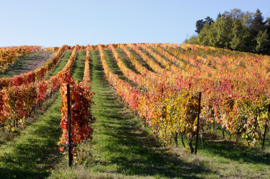 Italië : Verdicchio di Matelica Riserva Cambrugiano