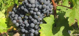 Verliefd op Cabernet Franc - By The Grape