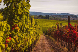 Italië : Cantine Vinci – Vigna Moresca Moscato