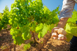 Frankrijk: Domaine de Poulvarel – Le Bouquet Blanc