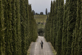 Italië : Corte Pavone Rosso di Montalcino