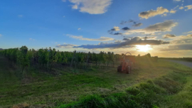 Frankrijk: Domaine Amberg Crémant d'Alsace Blanc Brut