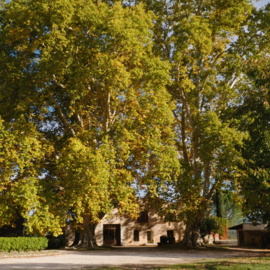 Frankrijk: Domaine Gayolle Les Platanes Rosé
