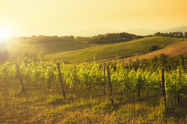 Italië : Corte Pavone Rosso di Montalcino