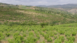 Algerije - Montagne des Lions | Société des Grands Crus de l'Ouest - Mont d’Ihrane