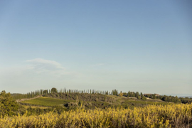 Italië : Corte Pavone Rosso di Montalcino