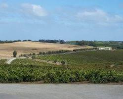 d'Arenberg The Stump Jump Shiraz